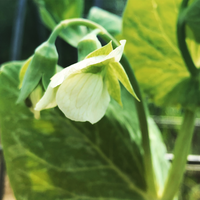 Broom Leys Community Allotment Society